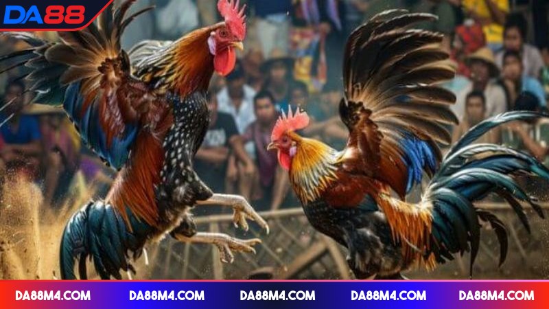 Khám Phá Đá Gà Thomo Giải Trí Độc Đáo Tại Nhà Cái DA88 Thể thức thi đấu đá gà Thomo công khai, minh bạch